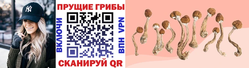 Галлюциногенные грибы Psilocybe  Западная Двина 